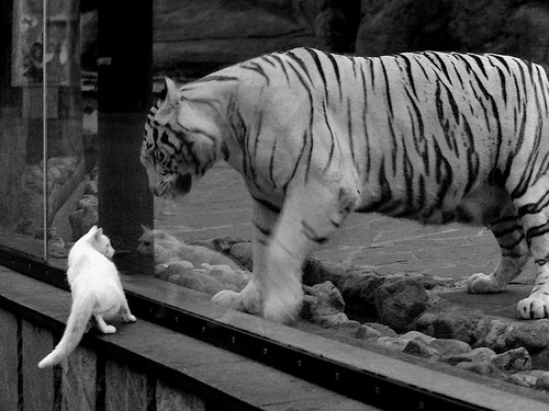 开云体育官方入口-2024季后赛：湖人在詹姆斯的带领下实现“绝地反击”！，湖人14年季后赛