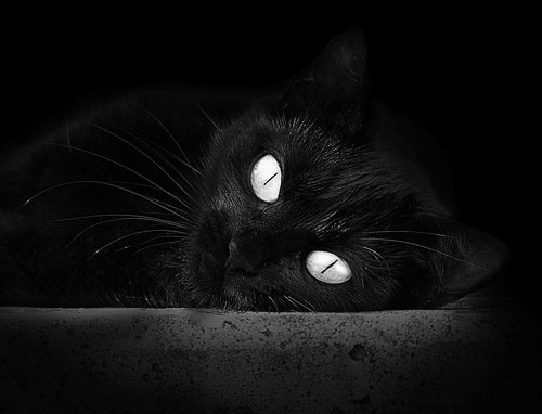 开云备用-“雪山极速：高原赛段的生死时速”，雪山降速