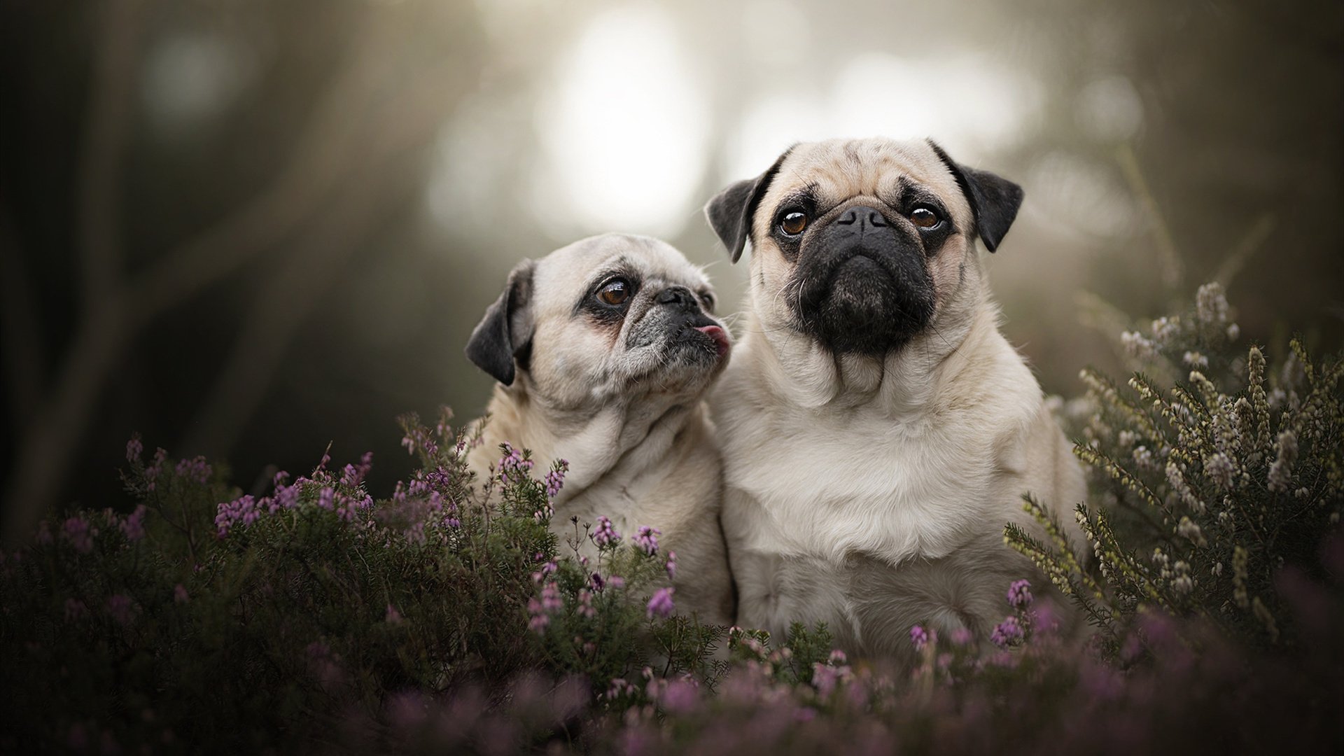 开云官方网页登录-传感器科技如何提升赛车性能，汽车传感器技术